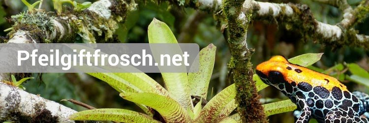 Pfeilgiftfrosch banner