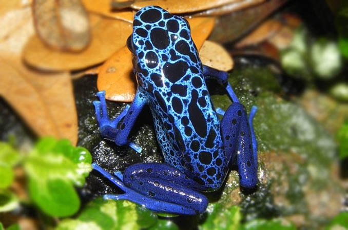 blauer baumsteiger frosch