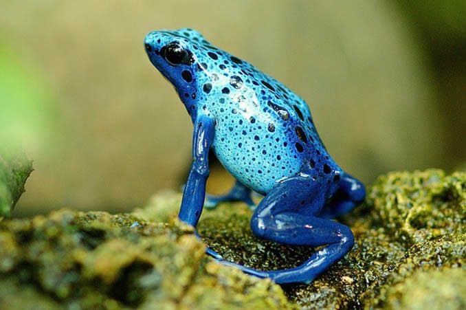 blauer frosch azureus