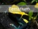 dendrobaten terrarium