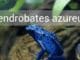 Dendrobates Azureus Blauer Frosch