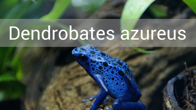 Dendrobates Azureus Blauer Frosch