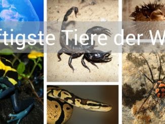 giftigste tiere der welt