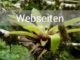 webseiten