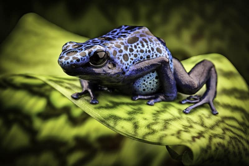 terrarium unterschrank pfeilgiftfrosch